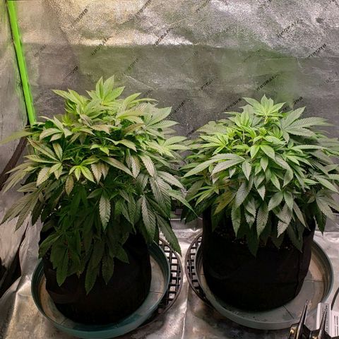 CSL #1 growlog timeline photo