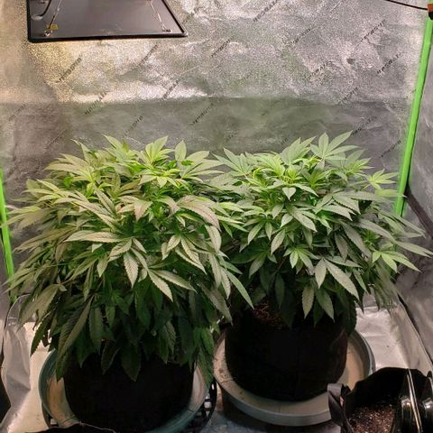 CSL #1 growlog timeline photo