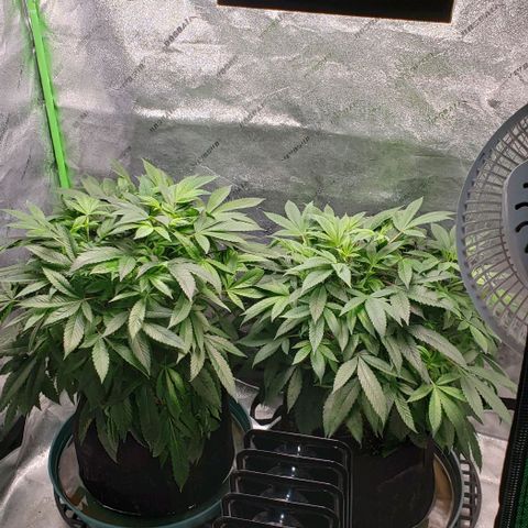 CSL #1 growlog timeline photo