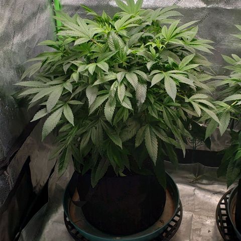 CSL #1 growlog timeline photo