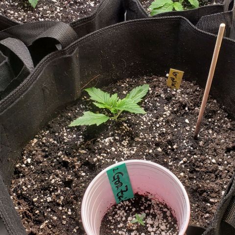 CSL #1 growlog photo: All autoflower - GhostRyders + GorZkittleZ up front