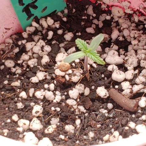 CSL #1 growlog photo: Gzkittlez hanging chad...