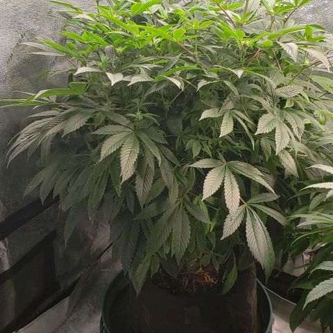 CSL #1 growlog timeline photo