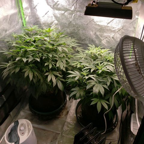 CSL #1 growlog timeline photo