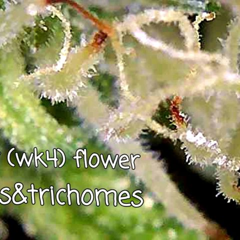 CSL #1 growlog photo: Young buds