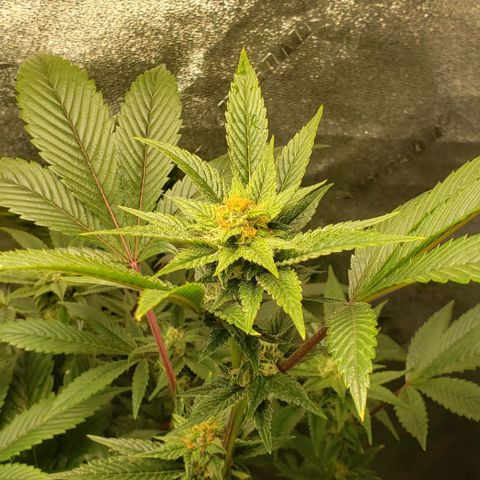 CSL #1 growlog timeline photo