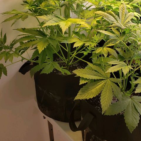 CSL #1 growlog timeline photo
