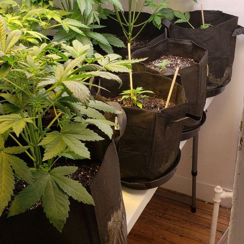 CSL #1 growlog timeline photo