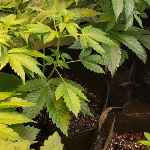 CSL #1 growlog timeline photo