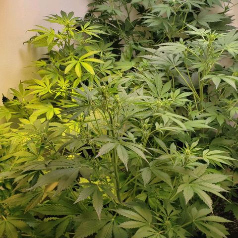CSL #1 growlog timeline photo