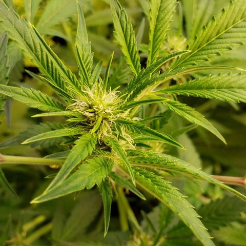 CSL #1 growlog timeline photo