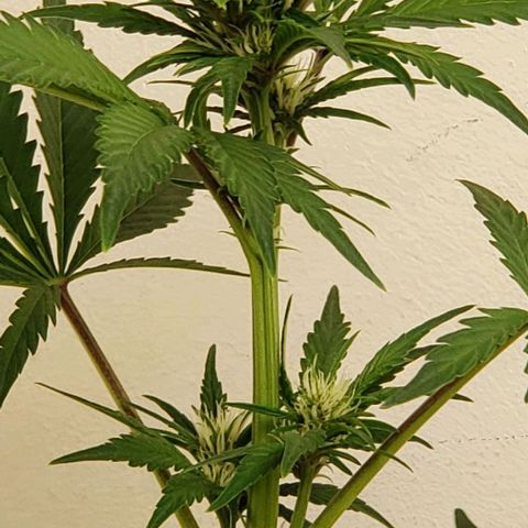 CSL #1 growlog timeline photo