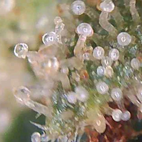 CSL #1 growlog timeline photo