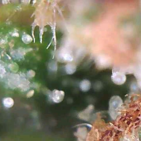 CSL #1 growlog timeline photo