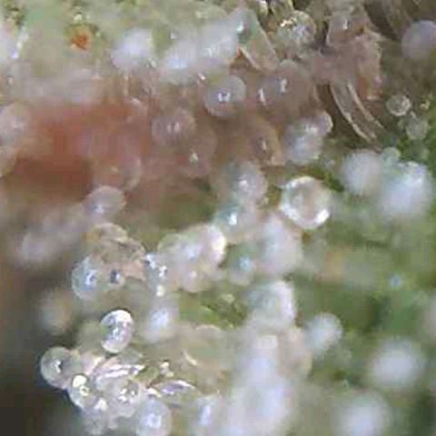 CSL #1 growlog timeline photo