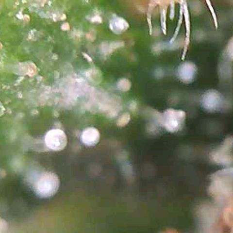CSL #1 growlog timeline photo