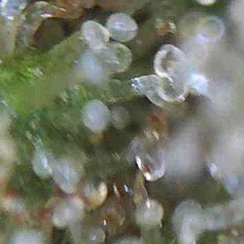 CSL #1 growlog timeline photo