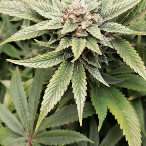 CSL #1 growlog timeline photo