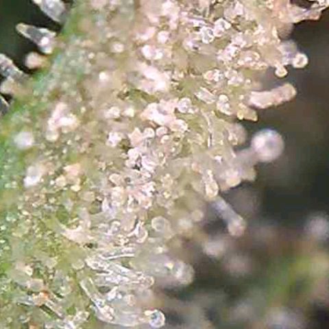 CSL #1 growlog photo: Not yet...