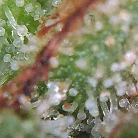 CSL #1 growlog photo: Not yet...