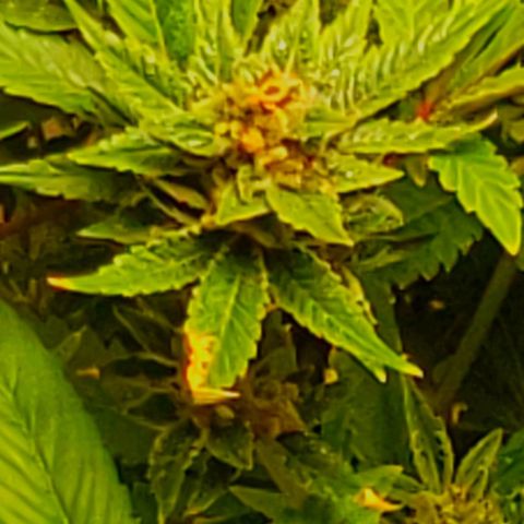 CSL #1 growlog photo: Not yet...