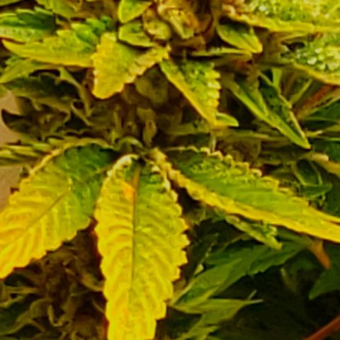 CSL #1 growlog photo: Not yet...