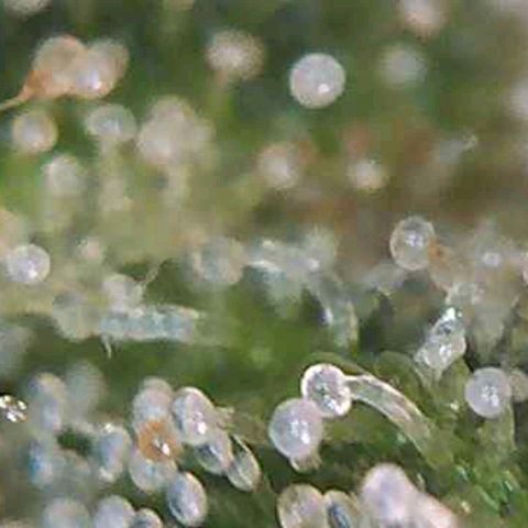 CSL #1 growlog photo: Not yet...