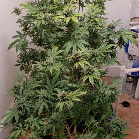 CSL #1 growlog photo: Preharvest trim