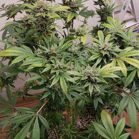 CSL #1 growlog photo: Preharvest trim