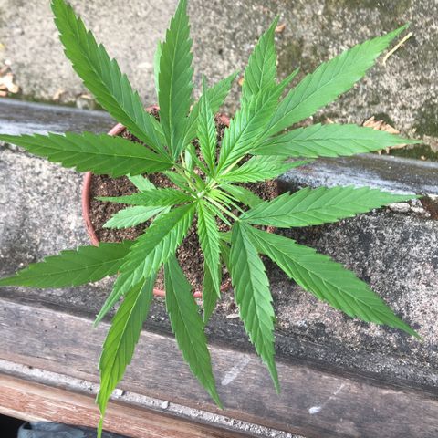 Alex growlog timeline photo