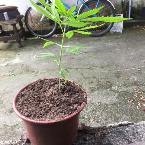 Alex growlog timeline photo