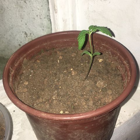 Alex growlog timeline photo