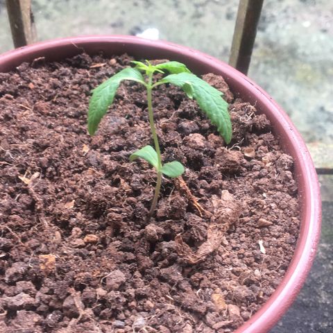 Alex growlog timeline photo