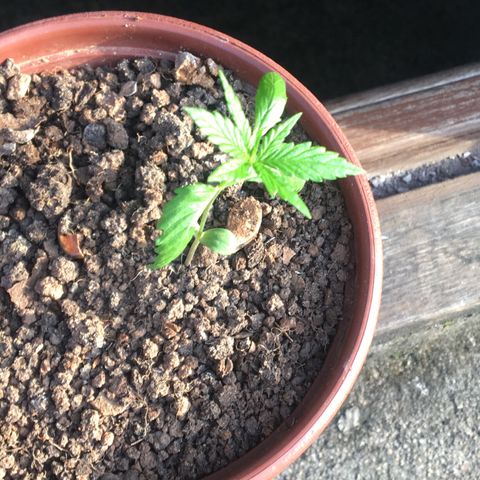 Alex growlog timeline photo