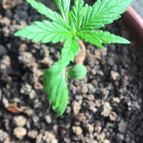 Alex growlog timeline photo