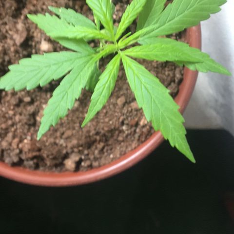 Alex growlog timeline photo