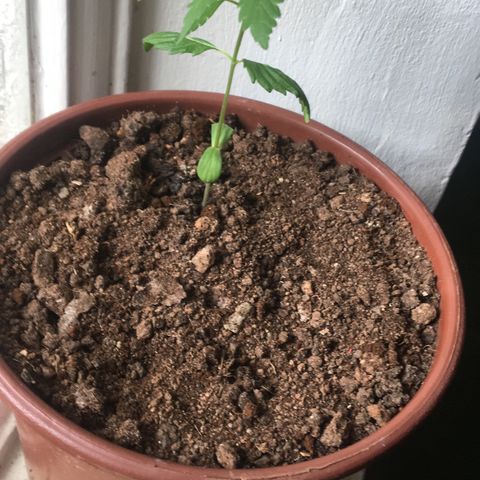 Alex growlog timeline photo