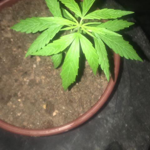 Alex growlog timeline photo