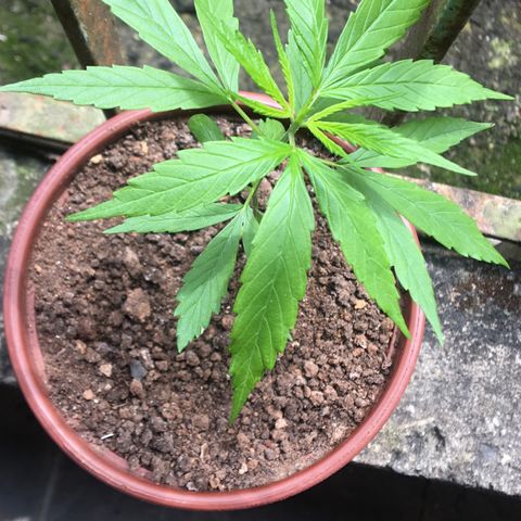 Alex growlog timeline photo