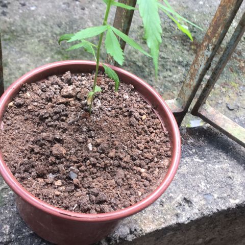 Alex growlog timeline photo