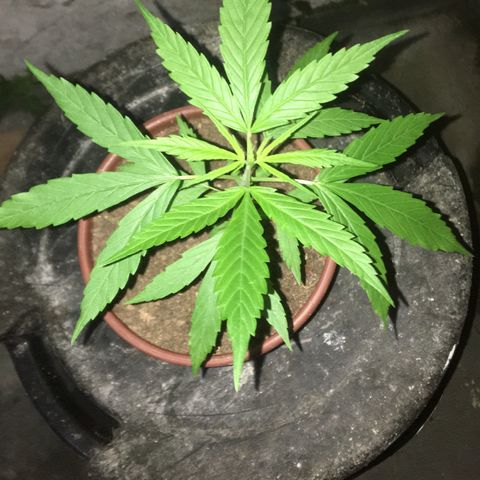 Alex growlog timeline photo