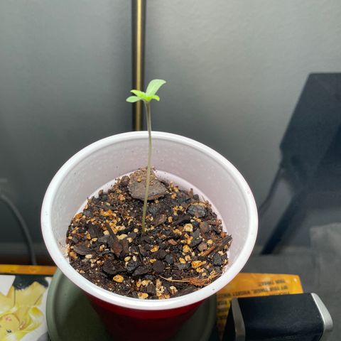 Purple OG growlog photo: Day 5 morning. Low light issue persists