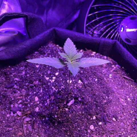 Purple OG growlog timeline photo