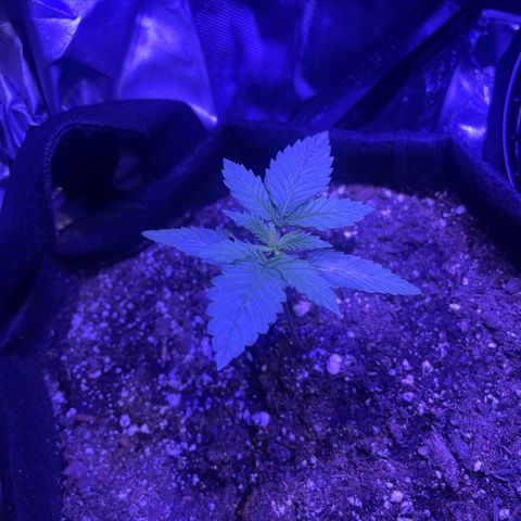 Purple OG growlog timeline photo