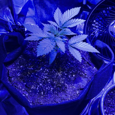 Purple OG growlog timeline photo