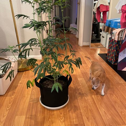 Purple OG growlog timeline photo
