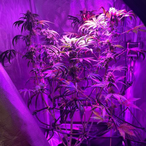 Purple OG growlog timeline photo
