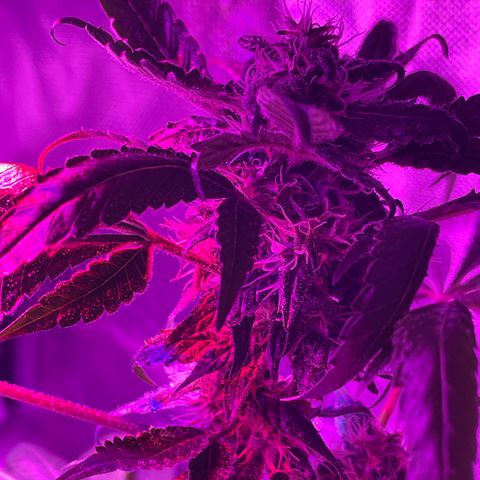 Purple OG growlog timeline photo