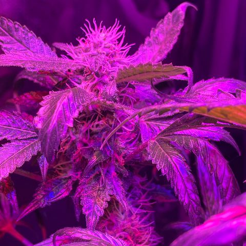 Purple OG growlog timeline photo