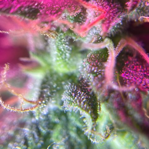 Purple OG growlog timeline photo